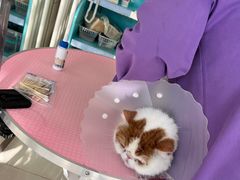 -北京观赏动物医院·24小时大型综合·猫专科·异宠专科