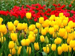 flower-上海鲜花港
