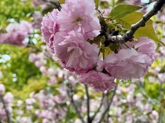 -高东镇樱花园
