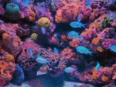 -暹罗海洋世界