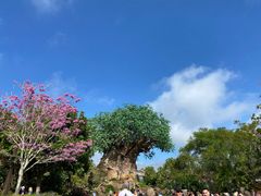 -奥兰多迪士尼动物王国乐园