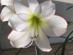 -北京植物园-展览温室