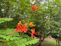 -中国科学院西双版纳热带植物园
