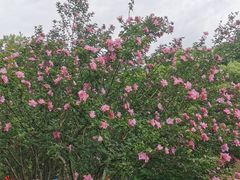 -瀛洲公园