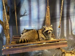 -酷嗒动物文化乐园(cutezoo西溪乐天城店)