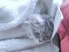 -1013 PET SHOP 宠物商店(近铁城市广场店)