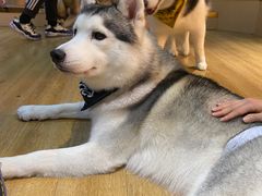 -Husky Go! 哈士奇体验馆·宠物咖啡厅狗咖