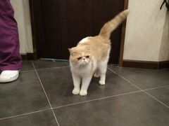-宠爱国际动物医院·消化内科·心肾内科·ISFM猫友好(望京店)
