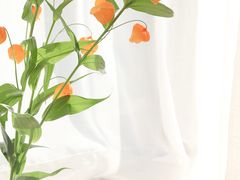 -双季花艺园艺市场(浦东店)