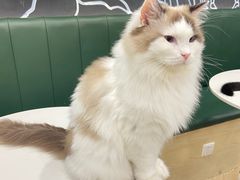 -安格丽娜·狗咖·猫咖羊驼咖(春熙路百盛商场店)