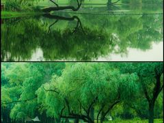 -上海共青森林公园