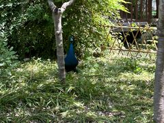 -合肥滨湖国家森林公园