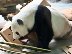 -灵玲国际马戏城