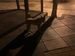 -东莞市虎英郊野公园