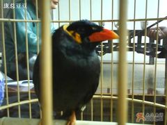 左八哥-到家尝北京菜(西坝河店)