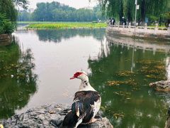-莲花池公园
