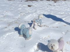 -太子岭滑雪场