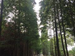 -昆山城市生态森林公园