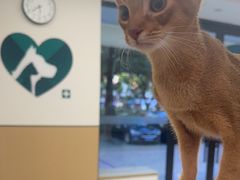 -瑞派康怡24h宠物医院·犬猫医疗中心·微创绝育(瑞景分院)