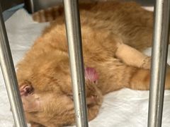 -艾吉宠物医院·疑难杂症转诊中心·猫友好(碧江路院)