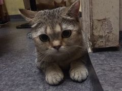 -猫色咖啡·猫咖