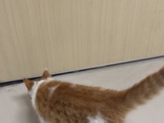 -艾贝尔宠物医院 ·中兽医·宠保定点(北门桥店)