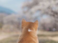 -南京市江宁方山