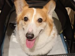 -上海佘山世茂艾美酒店