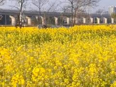 -西京湾花海