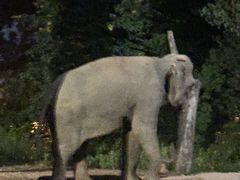 -清迈夜间动物园