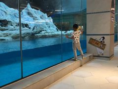 -帝企鹅自助餐厅•儿童岛•真企鹅(长隆企鹅酒店)