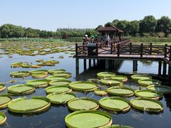 -荷塘月色湿地公园·向阳花洲