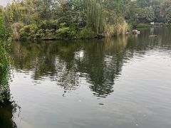 -桂湖森林公园