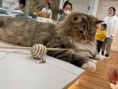 -COLOR PETS 撸猫馆·购猫·猫咖(长风大悦城店)