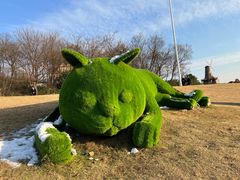 -大塘金香草谷