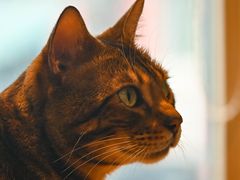-绒爪撸猫下午茶·猫咖