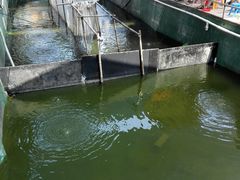 -聚合味(平洲店)