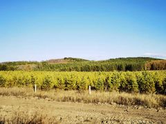 -塞罕坝国家级自然保护区