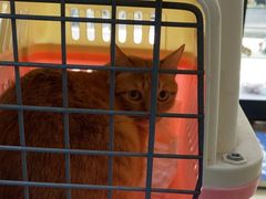 -萌兽医馆·宠物医院·猫骨科(创景店)