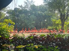 -广州长隆飞鸟乐园