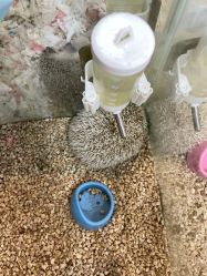 点击看大图 -神奇动物撸宠馆·羊驼·小浣熊·异宠(豫园店)