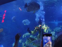 -烟台海昌鲸鲨海洋公园