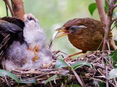 -梧桐山风景名胜区