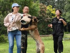 -北京京卫宠物寄养训练中心