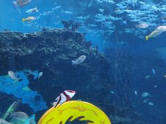 -海合安成都极地海洋公园