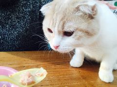-猫小院猫主题咖啡厅(北锣店)