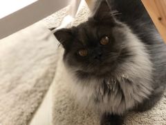 -Heymao猫咖.咖啡厅(东门店)