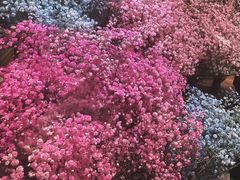 -双季花艺园艺市场(浦东店)