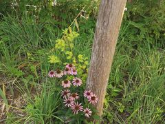 -泗洪洪泽湖湿地景区