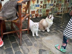 -喵屿·大理花园猫咖